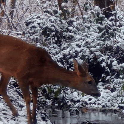 Unseen S1 - Cinematic Trail Camera